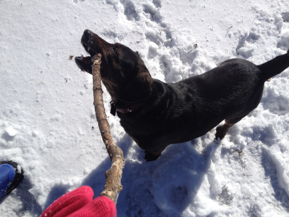 PawsAtHome's tweet photo. Enjoying a little #ThrowtheStick Thursday πΆβοΈ https://t.co/aXbHVQZSxg
