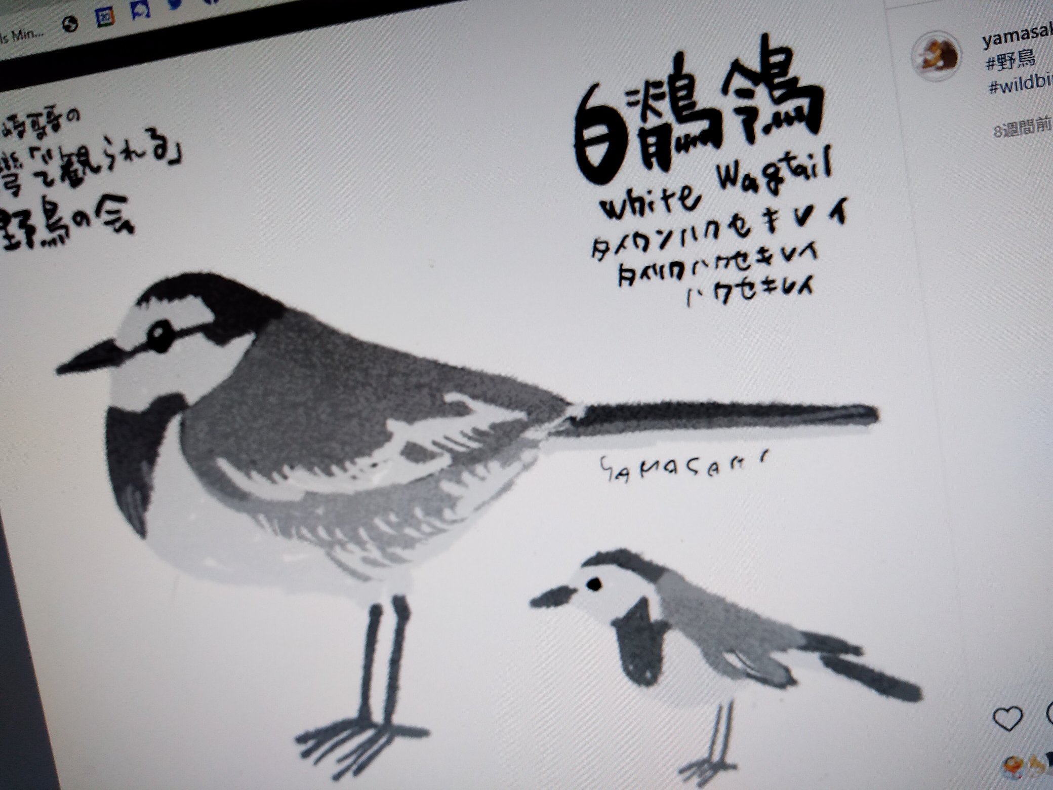 Taiwan Birds 台灣 Taiwanbirding Twitter