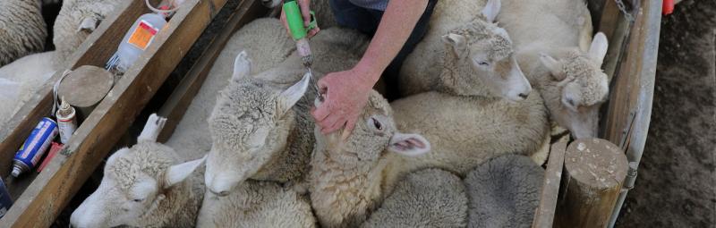 WormwiseNZ's tweet photo. A drench check is a simple and quick test to check if a drench being used is effective.
It is done by simply doing a Faecal Egg Count on faeces from drenched animals about 10 days after the drench was given.
Find out more online today - https://t.co/4p5UV6N3MF
#Wormwise https://t.co/BBKvsqmOlS
