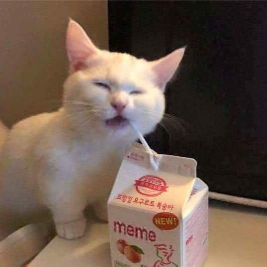 MassiveNetwork's tweet image. Hey guys!  👋 

With this exciting &amp;amp; fast paced world we live in, having digital images saved is important.

So I’m proud to announce  that I’m partnering with .JPEG to release my own NFT!  “Milk drinking cat”!

save it to your photos and look at it when you need dopamine