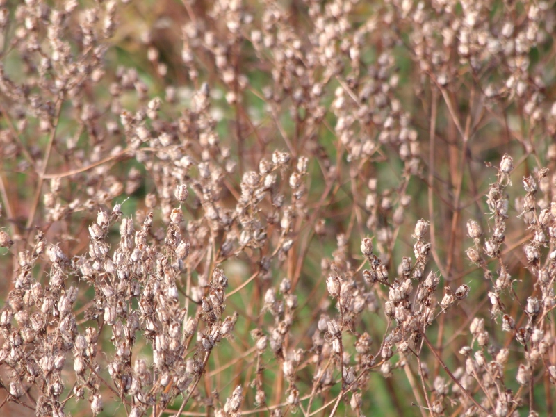 kstersrewind's tweet photo. #photo #photos #pic #pictures #photographs #photograph #picture #photography #nature #naturephotography #weedseedheads https://t.co/3plcMWqw1p