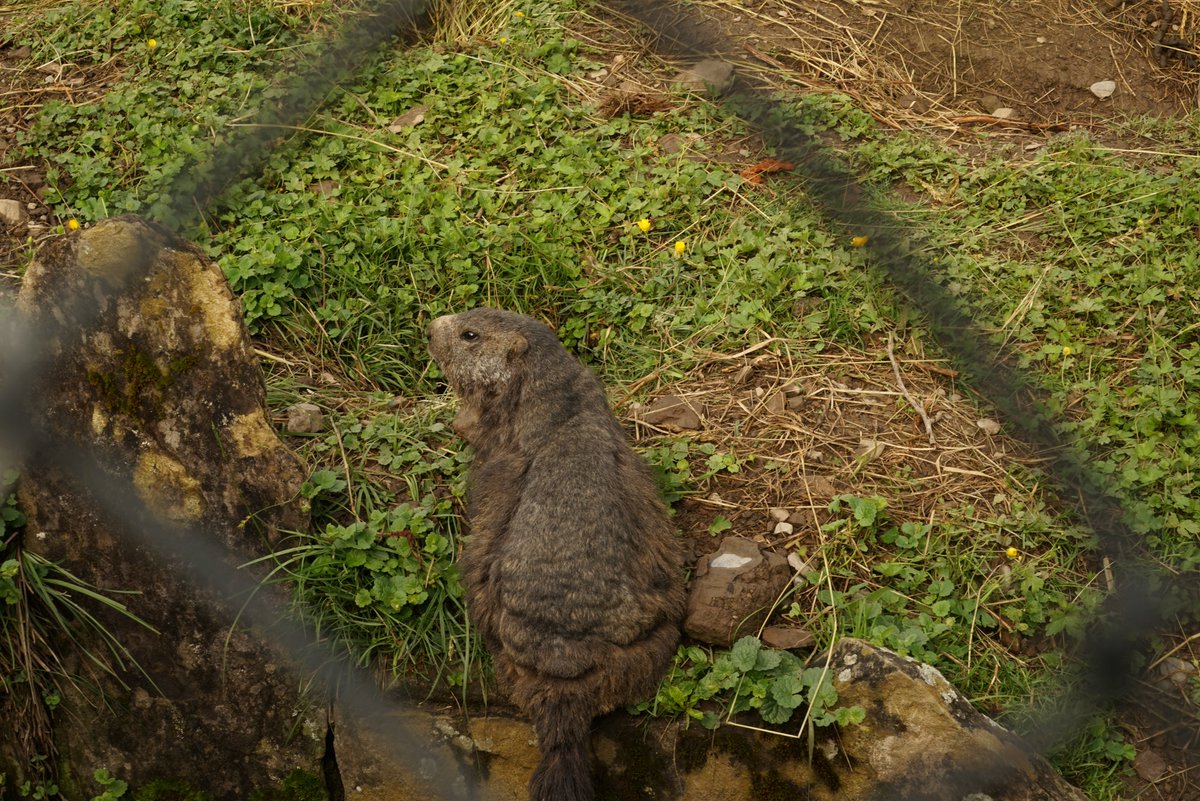 ペーターが「かわいいやつ」と命名したアルプスマーモット（Marmota