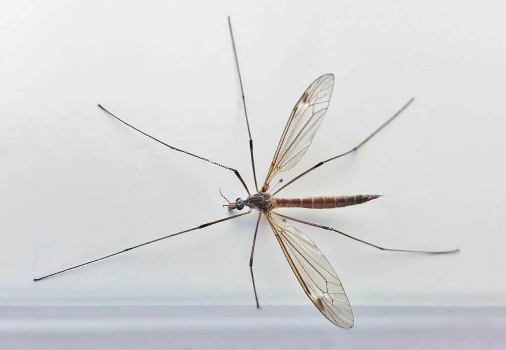 комар гигант - долгоножка. малярийный комар большой комар. большой комар. долгоножка пятнистая. Tipula paludosa – комар долгоножка.