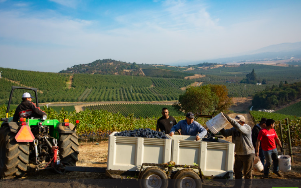 NaumesSuncrest's tweet photo. Harvesting is hard work! Throwback Thursday to some of the crew dedicating 110% to our gorgeous grapes. https://t.co/Yy1hxyLSyS