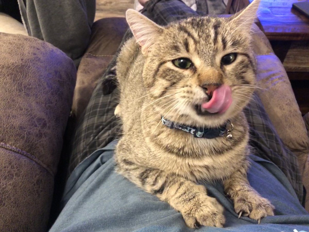 omnipotentfelix's tweet photo. Meowdy everyone! https://t.co/XvKlod9DKg