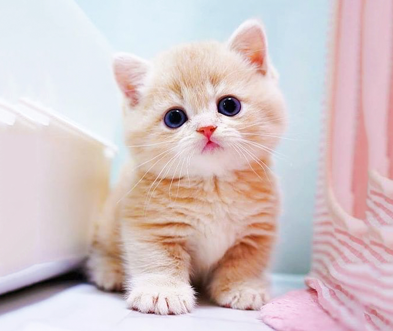 ᶻ 𝘇 𐰁 .. Silly cats pictures, Cute baby cats, Cute cats and dogs