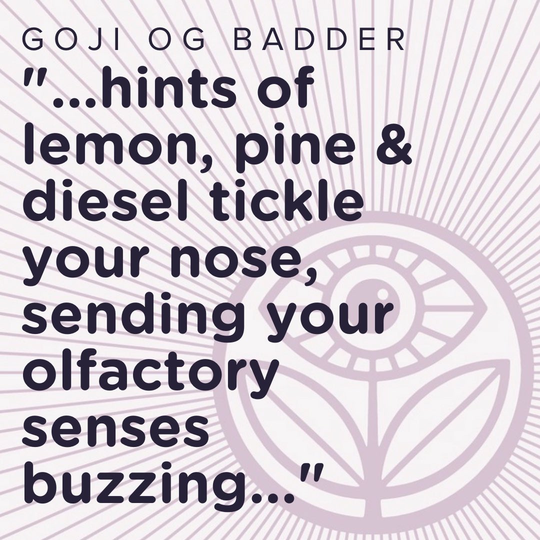 SeaWeedCo's tweet photo. From the secret Garden of Gฤlฤโฆ GOJI OG BADDER โก๏ธ๐ปโจ๐ฑโก๏ธ
#GardenofGele #GojiOG #GojiOGBadder #SeaWeedCo #SeaWeedCoExtracts #Cannabis #MaineCannabis https://t.co/tzuJRpFwvp https://t.co/wvKYfgON6d