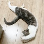 まるでシャチホコのような猫!伸びきった姿が話題‪w