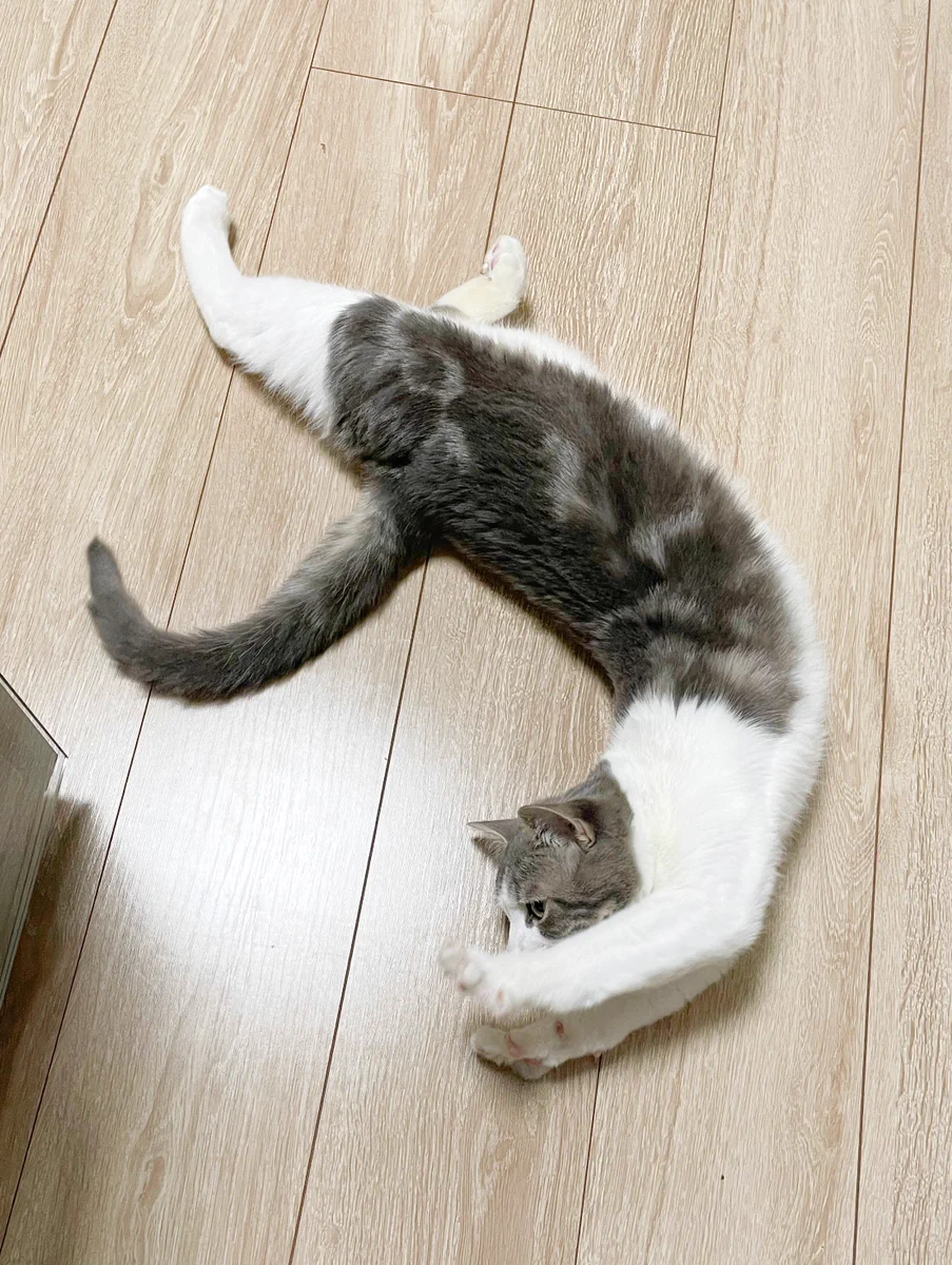 まるでシャチホコのような猫！伸びきった姿が話題‪w