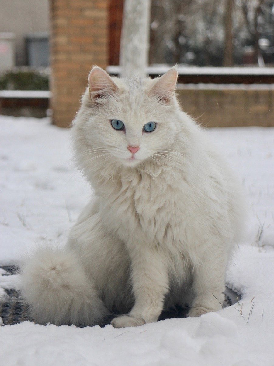 Happy Friday and a beautiful weekend…☃️❄️😻❣️

#GoodMorningEveryone ☃️ #HappyWeekend ❄️ #WinterFalls 🌧 #CoffeeTime ☕️ #catlovers 🐱 #StayPositive 🌹