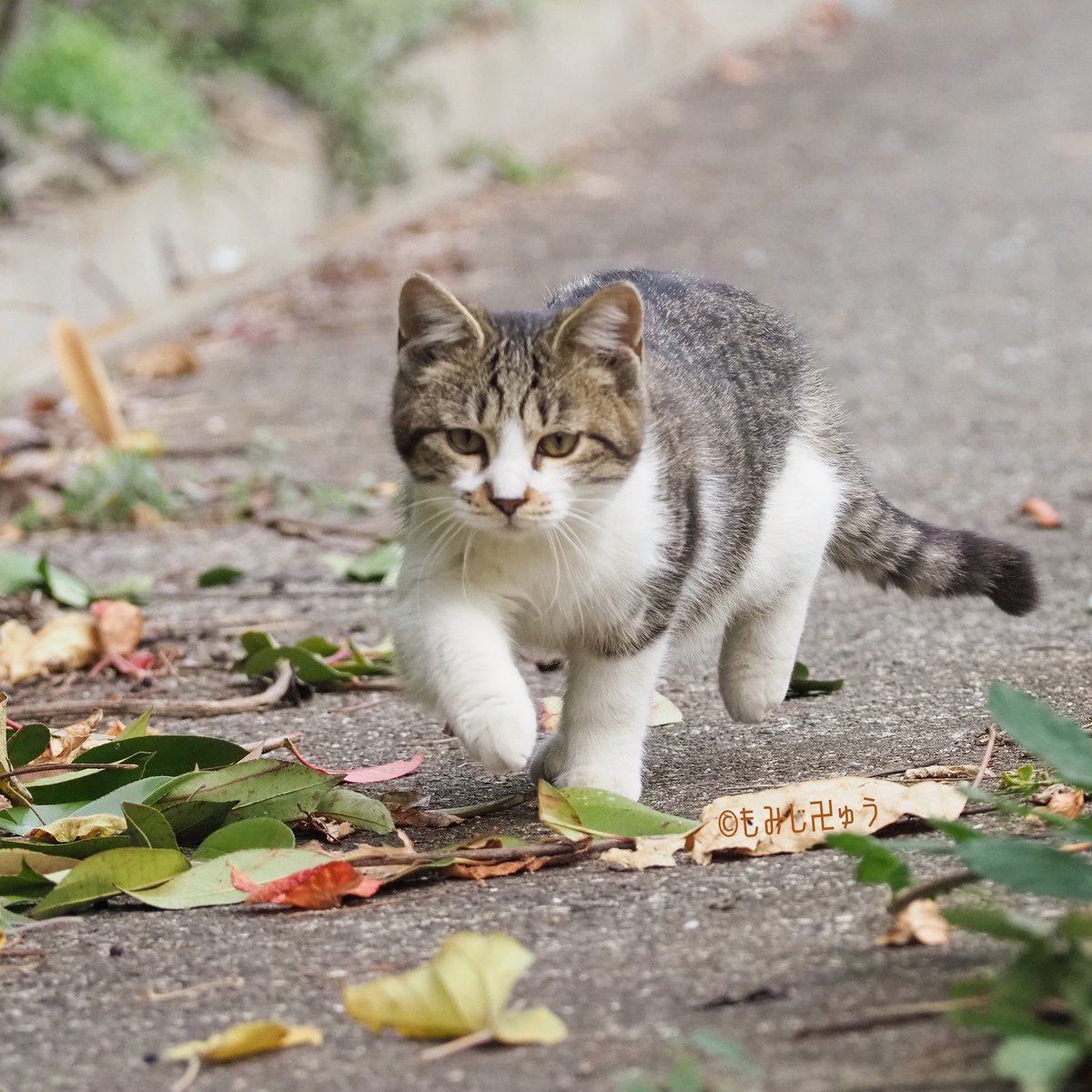 鞆の浦ねこズ148