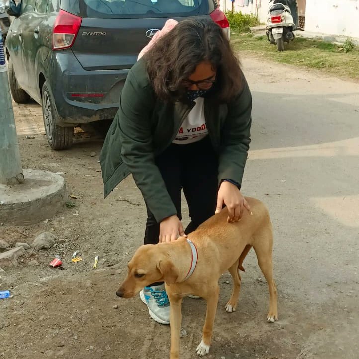 YuvaYoddha's tweet photo. Day 1- distributing dog collars 
We conducted our first on-field activity for our new project today. We had a realization that even these voiceless creatures feel pain. We are glad we could help approximately 30 dogs alone today and hope to help many more in the upcoming days. https://t.co/XqThrd76Un