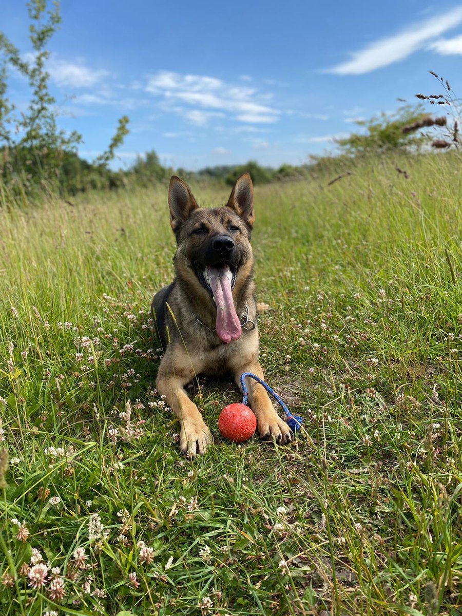 GMPDogs's tweet photo. FAST EDDIE
Eddie and his handler located a stolen car ๐ in Fallowfield.
Eddie then detained the fleeing suspected, who was wanted for another burglary in the same ares.
This was minutes after the original burglary.
A very happy owner.
#studentsafe https://t.co/qF0UAelrcd