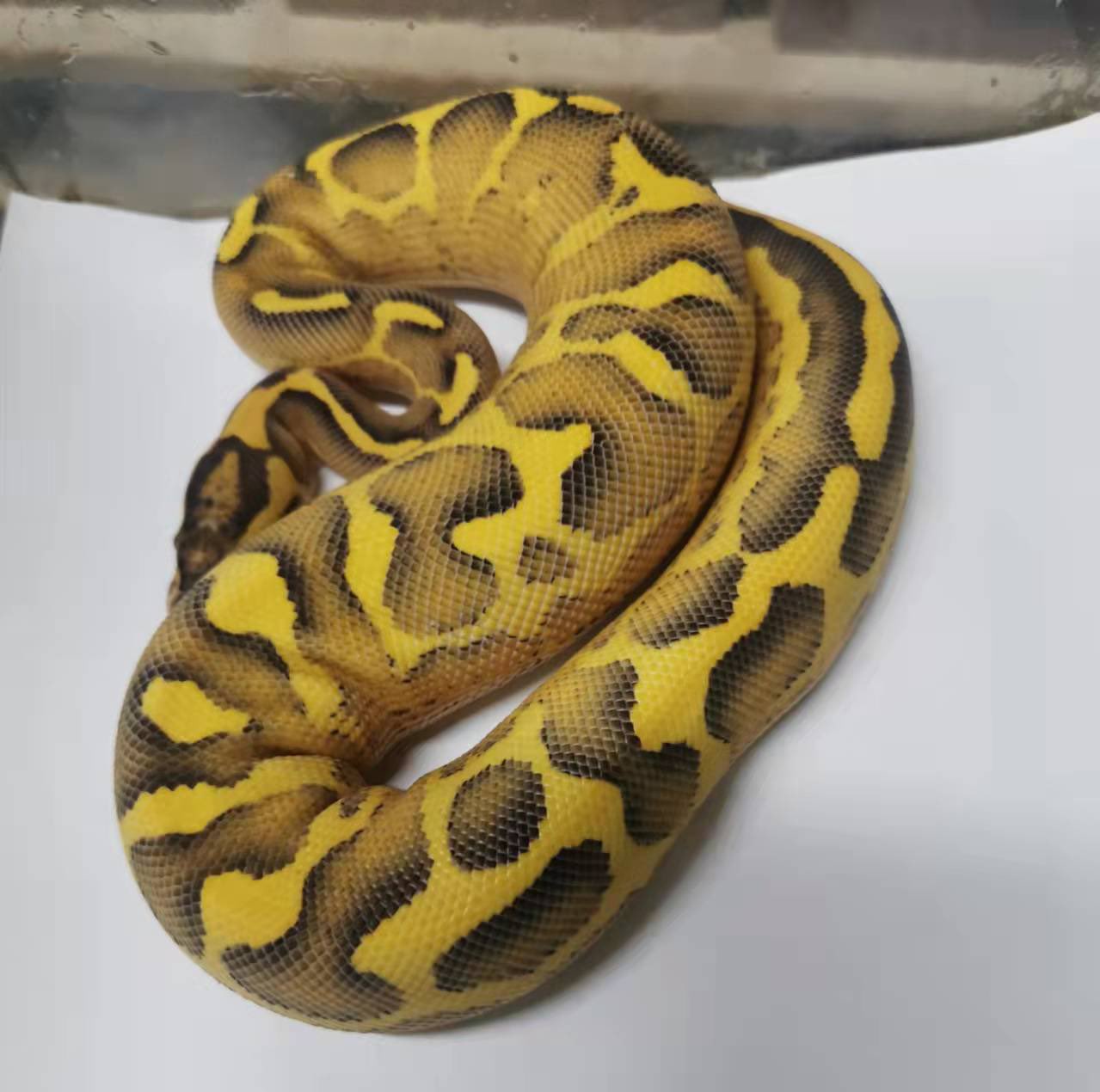 シンレプタイルズ レオパードデザゴハイウェイ うん 悪くねぇなー ボールパイソン ブリーダー T Co 0pvpzyvbwr Twitter
