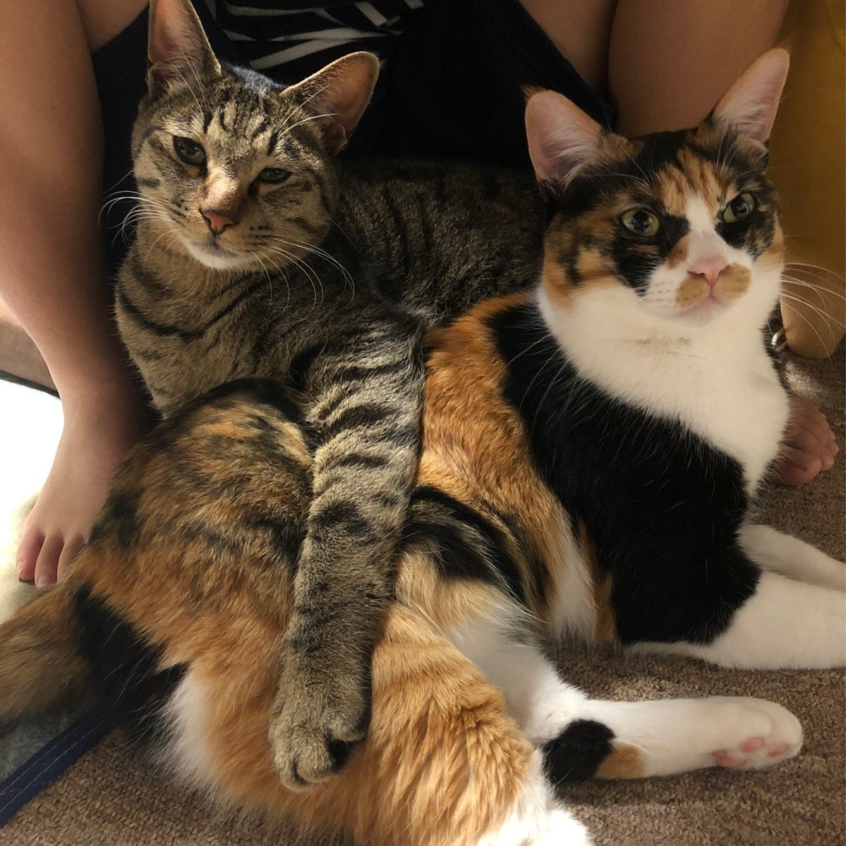 ネコ飼いさんあるある 可愛いオジャマはそのまま放置してしまう 話題の画像プラス