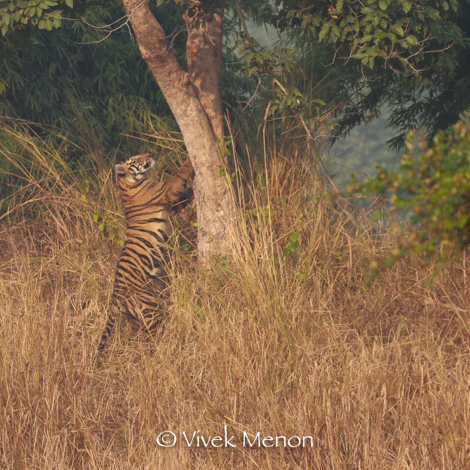 vivek4wild's tweet photo. Have you seen a #tiger climbing a tree? Tree climbing is not a regular behaviour, such as exhibited by a leopard, but tigers do climb, even if awkwardly! This is a large juvenile still playing with its siblings! #bandhavghar #bigcat #IndiAves https://t.co/yFqAvYDMs5