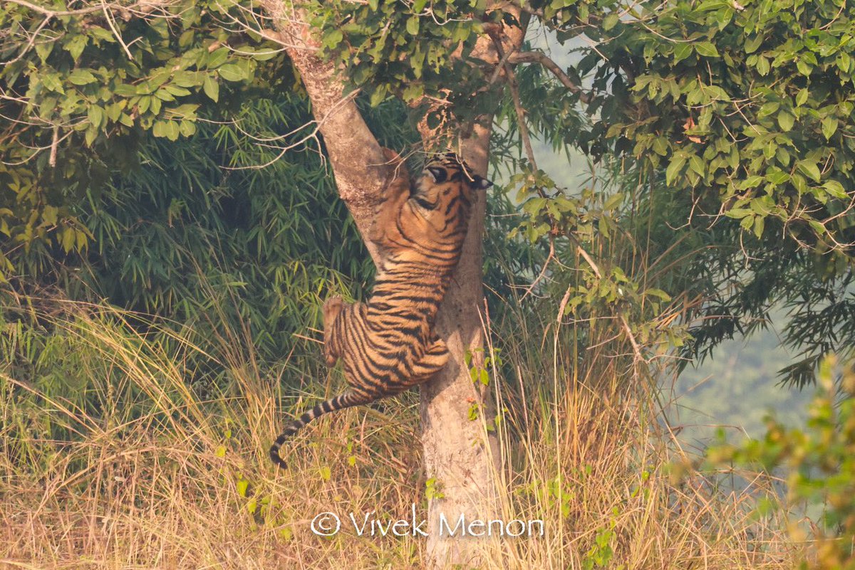 vivek4wild's tweet photo. Have you seen a #tiger climbing a tree? Tree climbing is not a regular behaviour, such as exhibited by a leopard, but tigers do climb, even if awkwardly! This is a large juvenile still playing with its siblings! #bandhavghar #bigcat #IndiAves https://t.co/yFqAvYDMs5