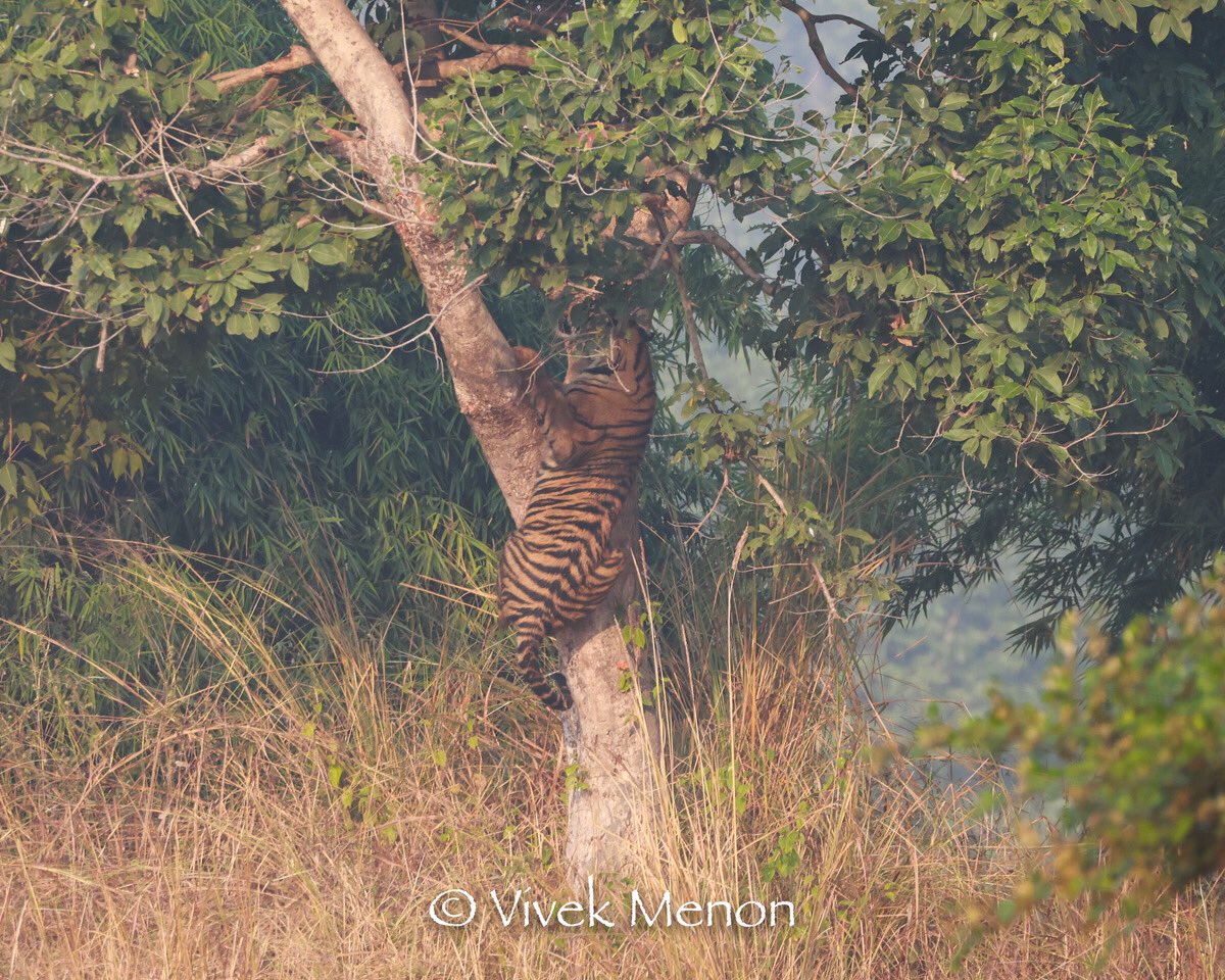 Have you seen a #tiger climbing a tree? Tree climbing is not a regular behaviour, such as exhibited by a leopard, but tigers do climb, even if awkwardly! This is a large juvenile still playing with its siblings! #bandhavghar #bigcat #IndiAves