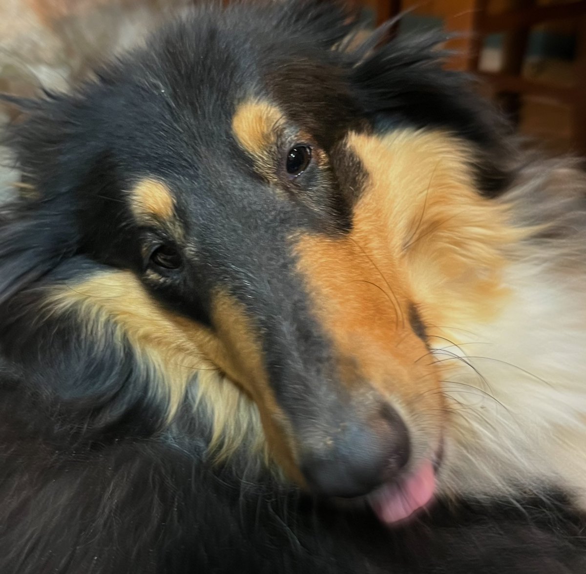 HollllieCollie's tweet photo. one of my humans came home from college today!! we are gonna snuggle! wishing u all luvv &amp; a great night &amp; day!!  #dogsoftwitter https://t.co/HSNl1HXNQT