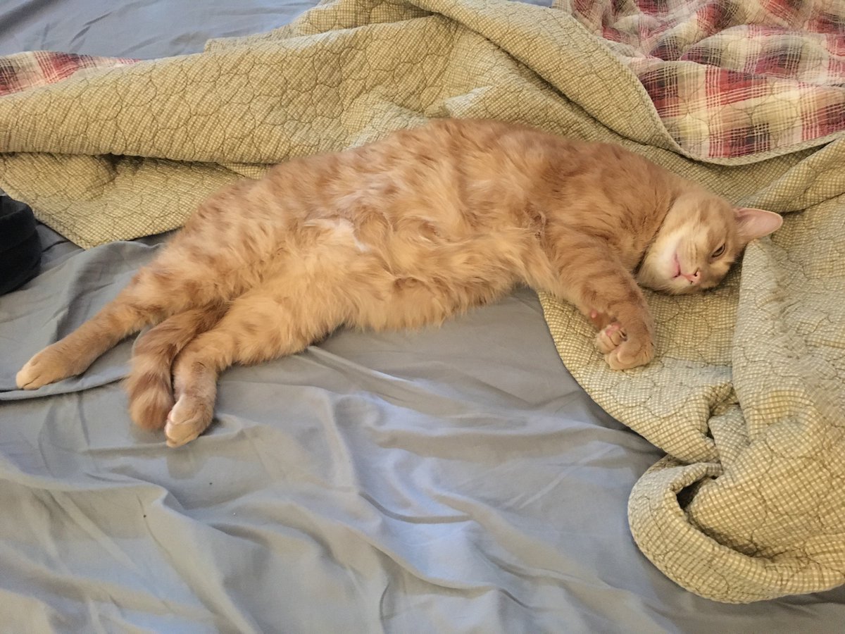 the only NFT i care about, is my Nice Fluffy Tummy