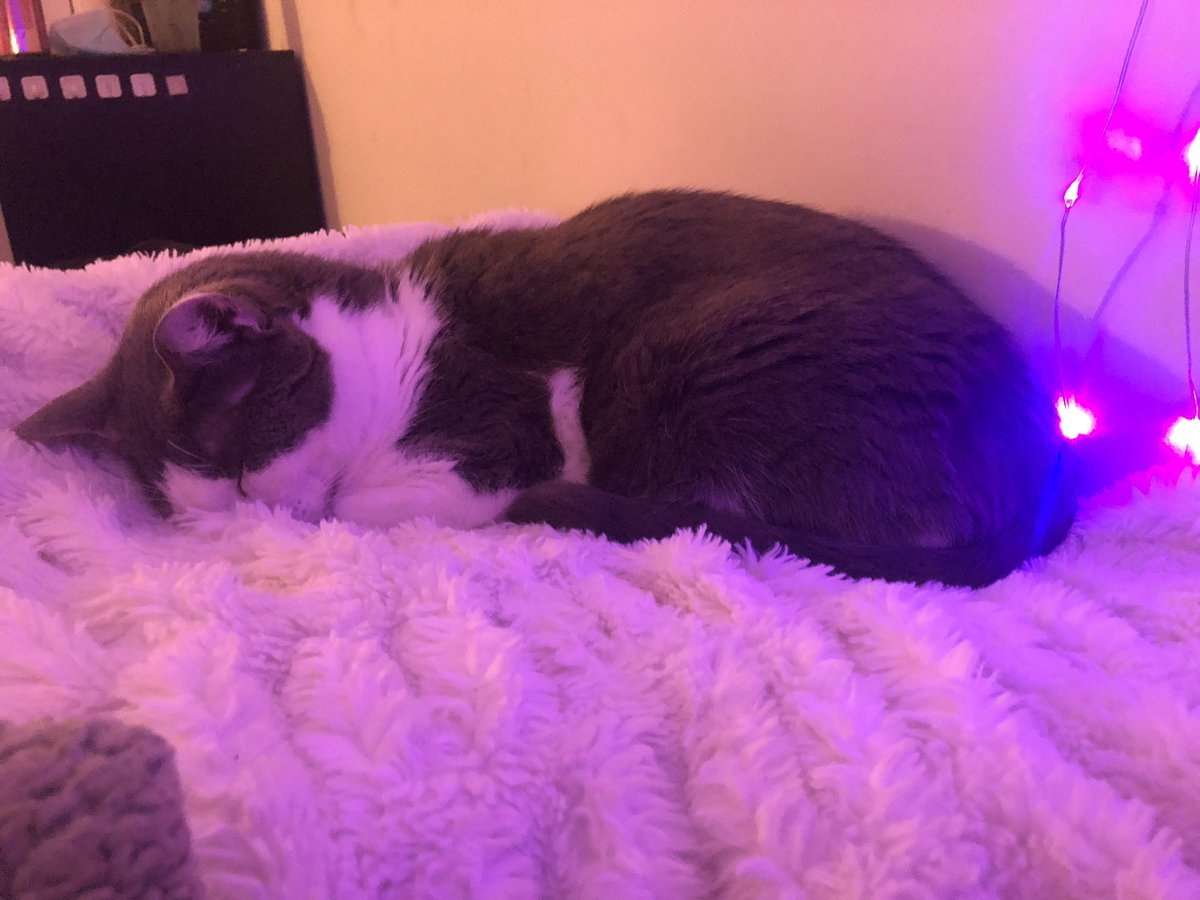 taigathetigress's tweet photo. hey, i’m a disabled survival sex worker who recently got badly scammed by a customer and i could use some help covering groceries/cat food/cat litter etc. this week. all i’m asking for is just a rt, that would be extremely appreciated 💗

ca: $kodytai 
pp: mythmoth94@gmail.com https://t.co/IPLdDyEtGW