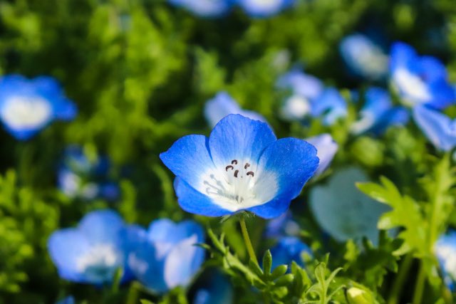 如月みさご 花と物語系ntuber 皆様こんにちは 1月28日の誕生花はネモフィラ 瑠璃唐草 です 花言葉は どこでも成功 常なる成功 愛国心 清々しい心 荘厳 初恋 可憐 あなたを許す 時間の使い方が下手なので常に焦っております 余裕のある1日を 如月みさご 花と物語系ntuber 皆様こんにちは 1月28日の誕生花はネモフィラ 瑠璃唐草 です 花言葉は どこでも成功 常なる成功 愛国心 清々しい心 荘厳 初恋 可憐 あなたを許す 時間の使い方が下手なので常に焦っております 余裕のある1日を