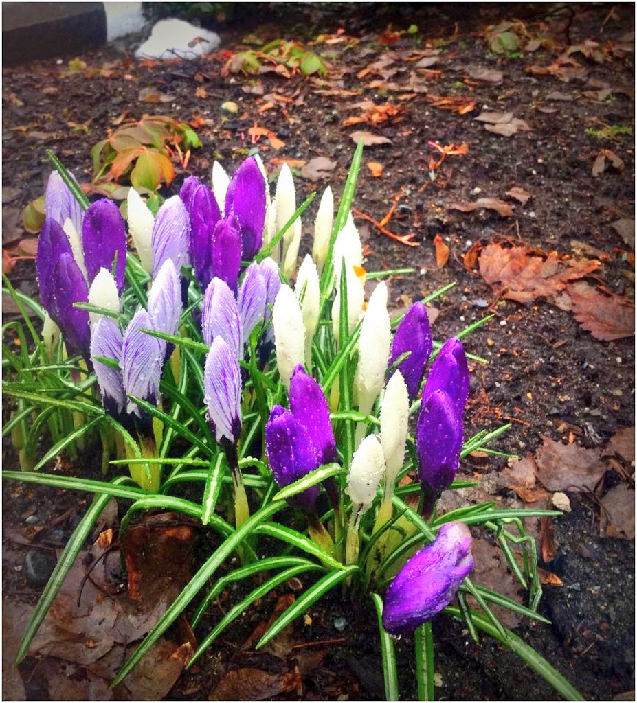 qgrLljlWMIO7DPP's tweet photo. In the valley spring💮💮💮 https://t.co/6oAkCHbUgm
