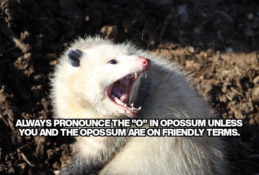 #facts #opossum #nature #wildlife #meme