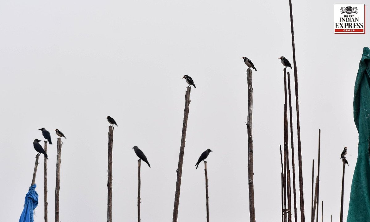 XpressHyderabad's tweet photo. #PhotoOfTheDay |
'WELCOME WINGED VISITORS'
A large number of local migrant birds, including the Asian Pied Starling, were spotted at Vijaynagar Colony 
in #Hyderabad.
Express Photo | @meetsenbaga 
@NewIndianXpress https://t.co/lBf9rjyBaN