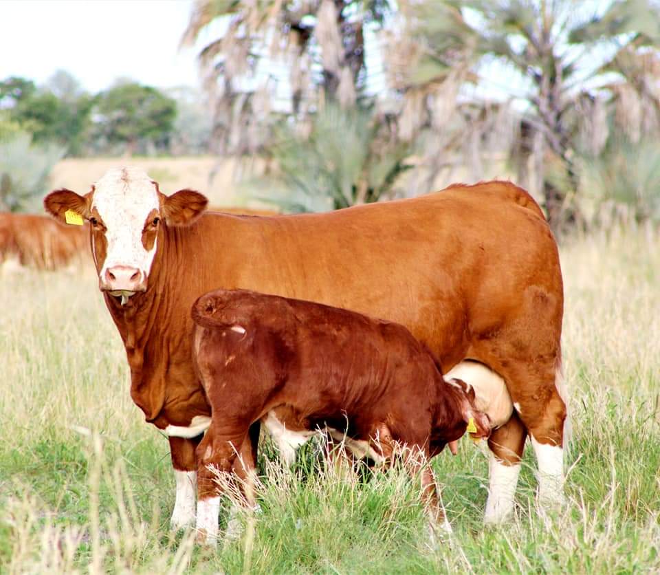 SimmentalerZA's tweet photo. Calving season in full swing at the Günzel #Simmentaler stud Grootfontein NA. https://t.co/ZT8T8M88To