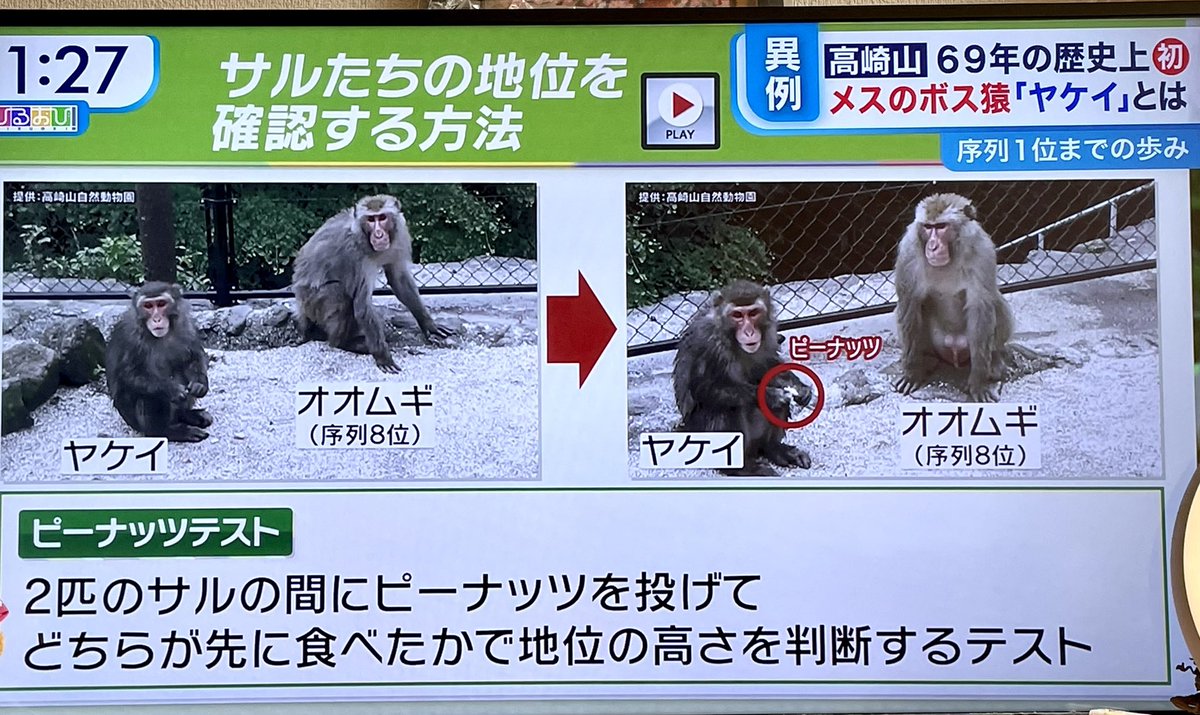高崎山のボス猿はメスのヤケイ Togetter