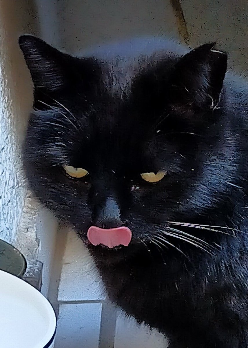 めがさめるワイ ねこの郵便局には来なかったぞ つぎはにゃにわ男子でお願いします めざましテレビ なにわ男子のなんでやねんで 22 01 28 神楽坂ねこの郵便局というなまえのお店