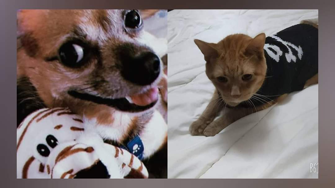 Me and my cat brother Garfield #petshoutouts #petsinstagram #petselfie #dogstar #dogsinclothes #petsworld #petsvideo #petsnotpests #petsmart #dogshow #petsgram #dogslovers #pets_of_our_world #dogsoftheworld #tagify_app #petsarefamily #dogslove #petslover #dogsofworld