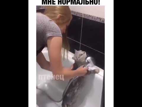 Видео кота в ванной. Говорящий кот в ванной. Кот в ванне. Говорящие коты в ванной. Купание кота в ванной нормально.