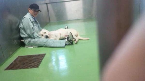 マカロニと預かり犬たち Macaroni Fuwa Twitter