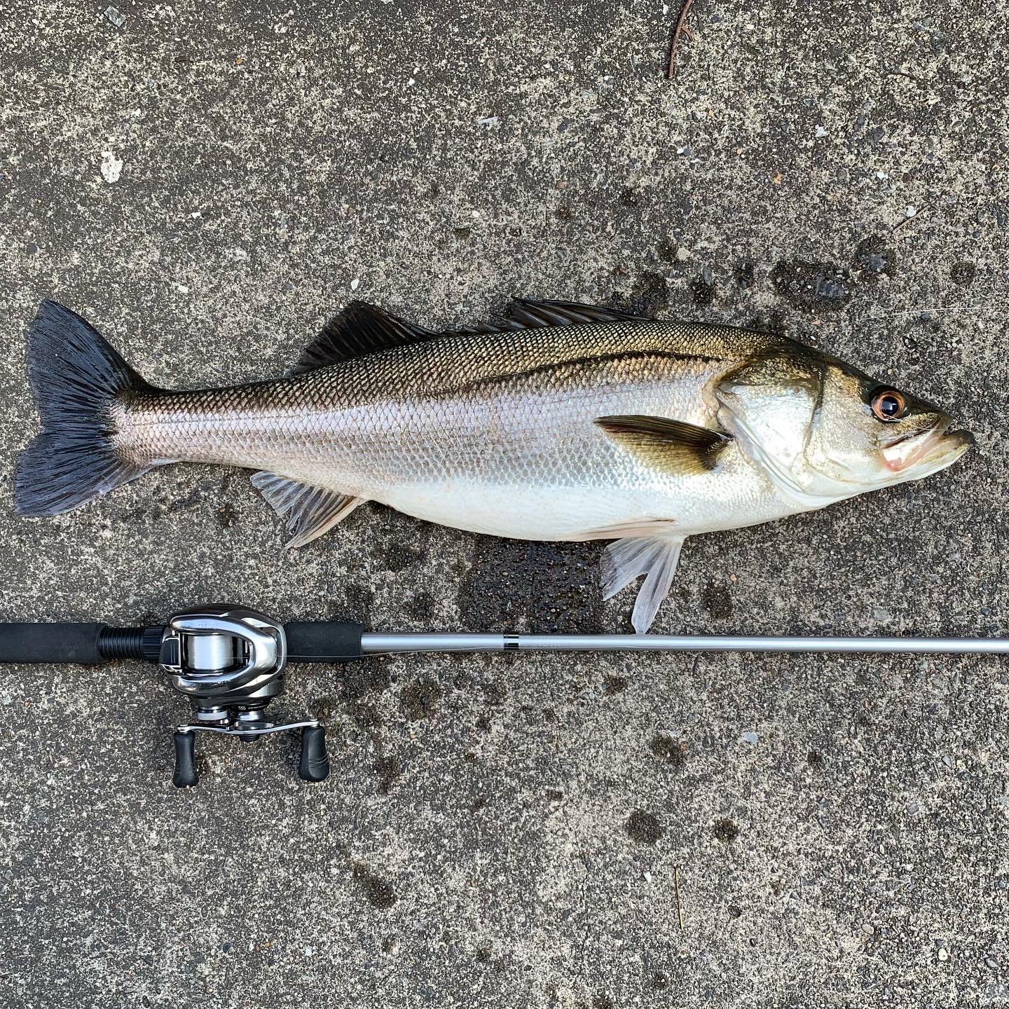 ダイソーロッド Twitter Search Twitter