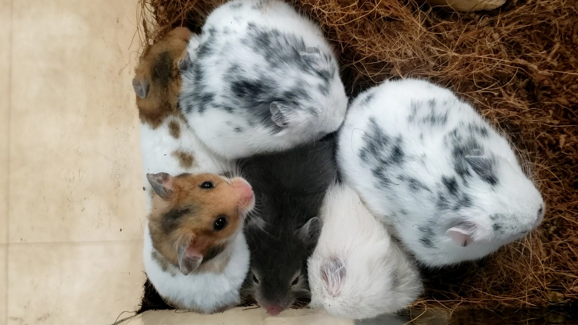 ペットランドあつまれ宇部店 小動物入舎情報 新しくゴールデンハムスターが仲間入り 白黒のロングヘアーとダルメシアンもいます 個人的にツボなのは この黒いロングヘアのこです つぶらな瞳がとっても可愛いですよ T Co