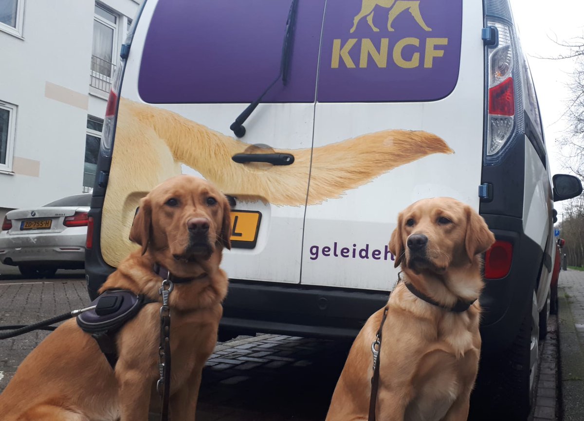 Voordat we aan het werk gaan eerst nog even samen op de foto #training #geleidehond #Fransie #Dani #Amsterdam <a href="/KNGFGeleidehond/">KNGF Geleidehonden</a>