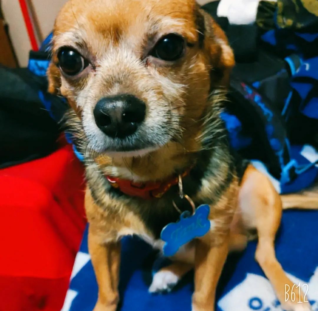 #petshoutouts #petsinstagram #petselfie #dogstar #dogsinclothes #petsworld #petsvideo #petsnotpests #petsmart #dogshow #petsgram #dogslovers #pets_of_our_world #dogsoftheworld #tagify_app #petsarefamily #dogslove #petslover #dogsofworld #dogsforlife #petsoftheday #dogbreeds