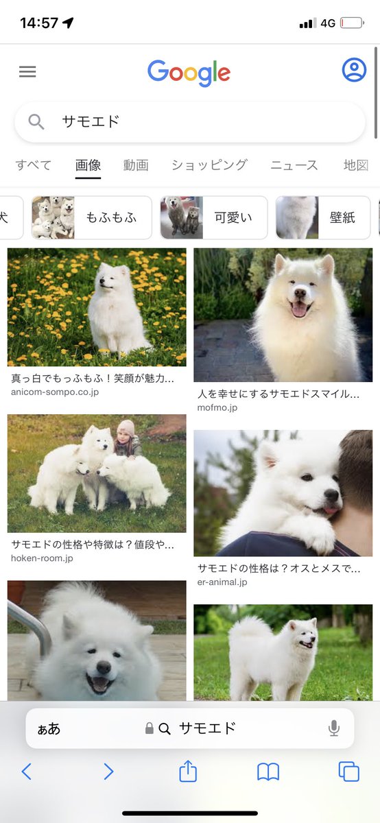 心が荒めば荒むほど無意識に炎上や悲しいニュースが目に付きがちなので そんな時は癒されワード検索 ガマグチヨタカ ヒナ モフサンド コギケツ Togetter