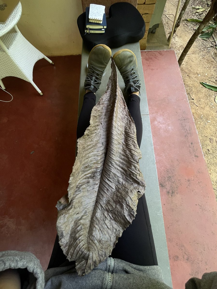 AratiKumarRao's tweet photo. A 3ft-long young leaf; it stretches the length of my leg. 

Belongs to a common deciduous tree species, native to SAsia&amp; SEAsia… care to guess which tree this *huge* leaf came from? 

#westernghats #trees @seasonwatch_in https://t.co/Epcm0eFVWX