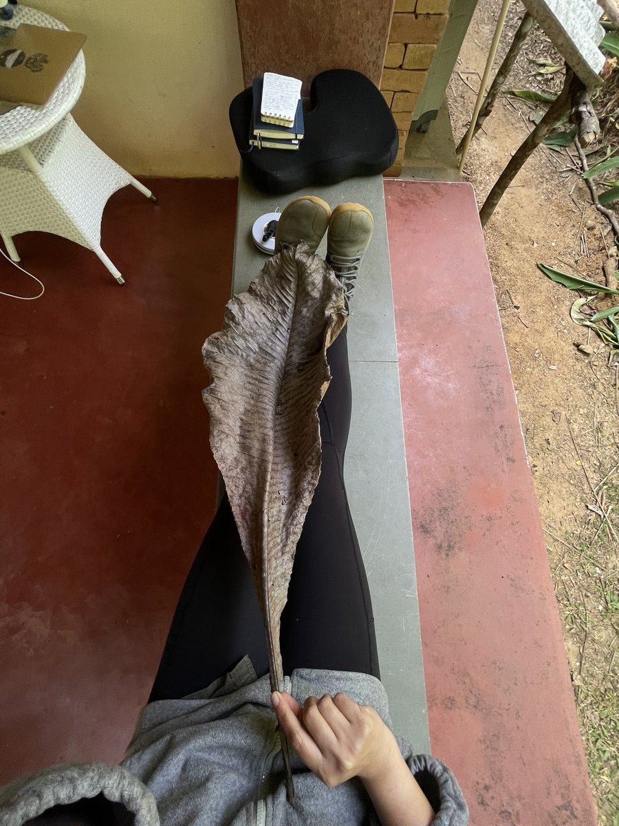 AratiKumarRao's tweet photo. A 3ft-long young leaf; it stretches the length of my leg. 

Belongs to a common deciduous tree species, native to SAsia&amp; SEAsia… care to guess which tree this *huge* leaf came from? 

#westernghats #trees @seasonwatch_in https://t.co/Epcm0eFVWX