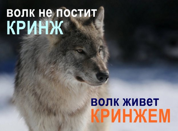 volchatnik's tweet image. 