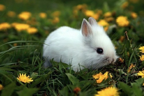 RabbitEveryHour's tweet photo. https://t.co/lUVDfMVcYI