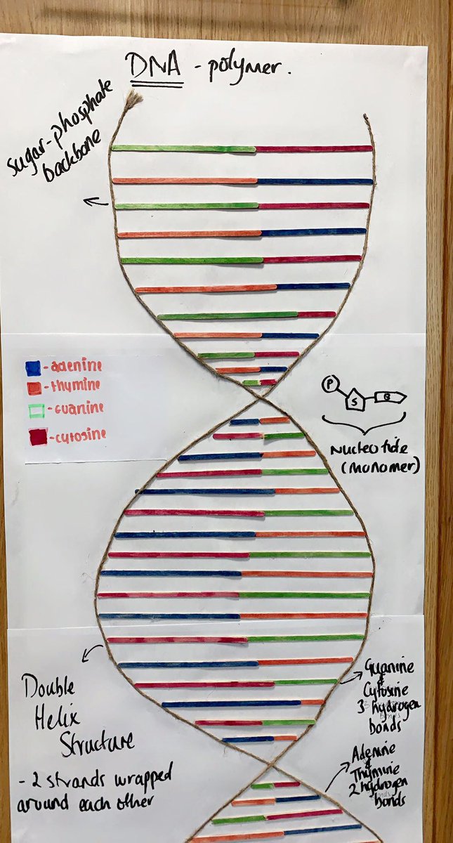 So much of what we teach in science cannot be seen and so models are a powerful tool to use helping students represent, describe and explain their understanding. Yr9's model of DNA gave me an excellent insight into their understanding and helped identify misconceptions!