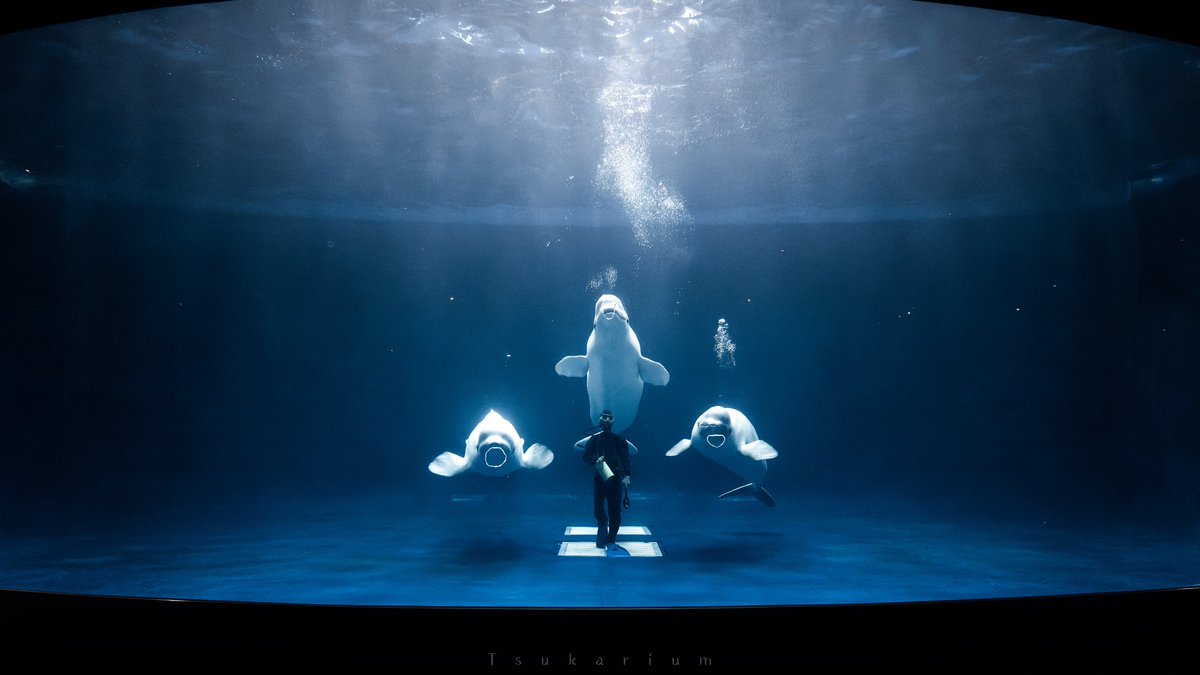 衝撃 イルカショーのドルフィントレーナーがポケモンのチャンピオンみたいだった Togetter