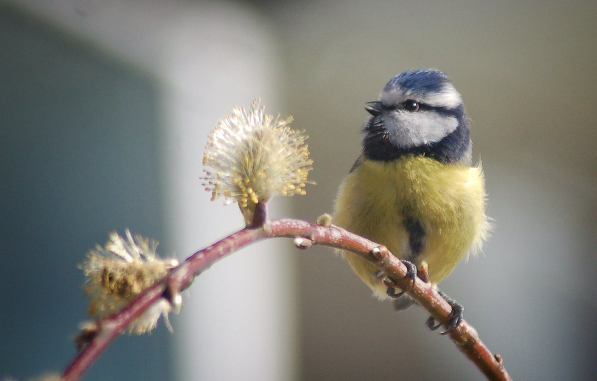 The world's largest annual wildlife survey has started! Learn what it's all about, why it's so important, and how you can join in: bit.ly/3ABPRk4 @UKWildlifeVids @ukgardenbirds #wildlife #ukbirds #BigGardenBirdWatch