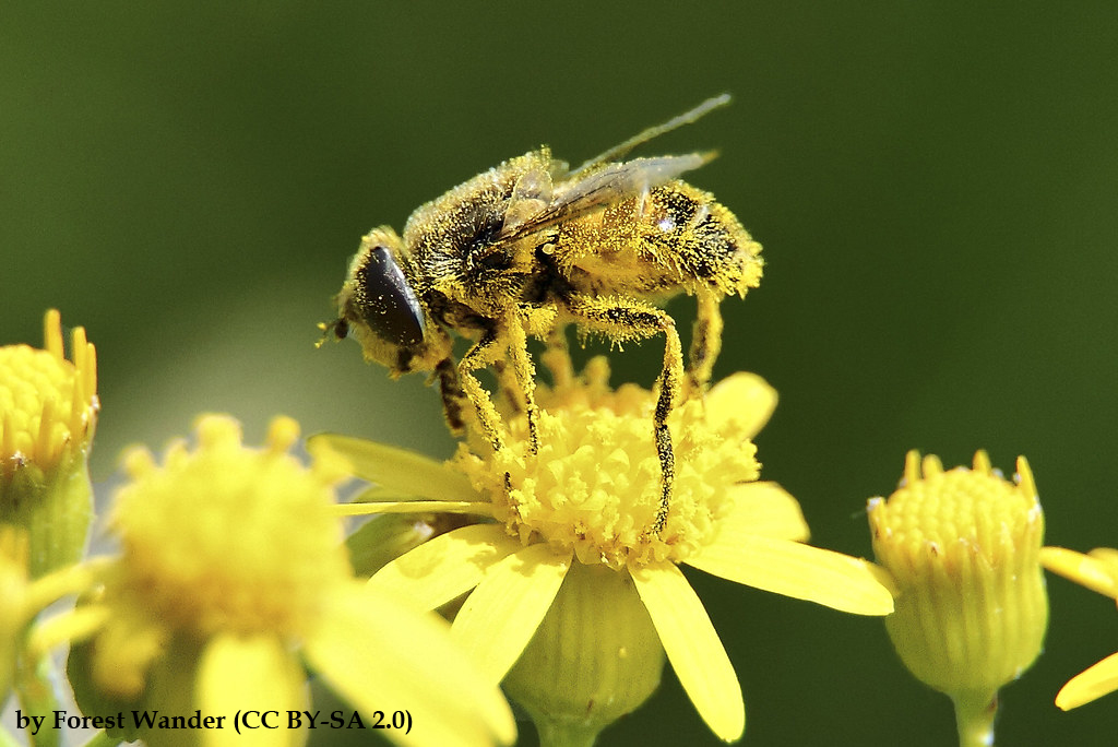 EntomoDaily tweet media