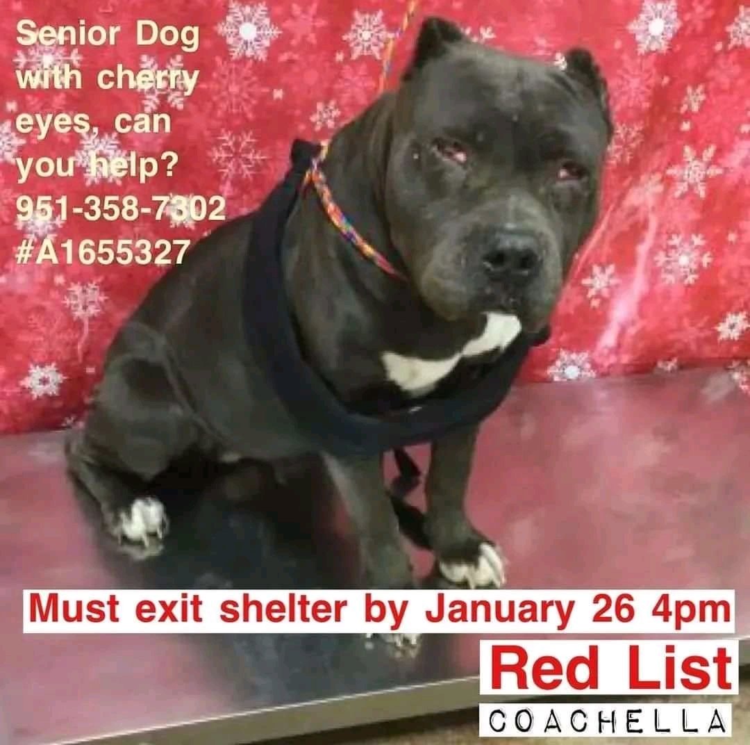 kaylamarie413's tweet photo. #Pleaseshare beautiful female #1655327 #pitbull age given 7 years 70 pounds only given 72 hours. I am praying shes still alive. #RiversideCountyAnimalControl #CoachellaShelter call 951-358-7387 #CoachellaCA #senior https://t.co/Urq1jiLu6l