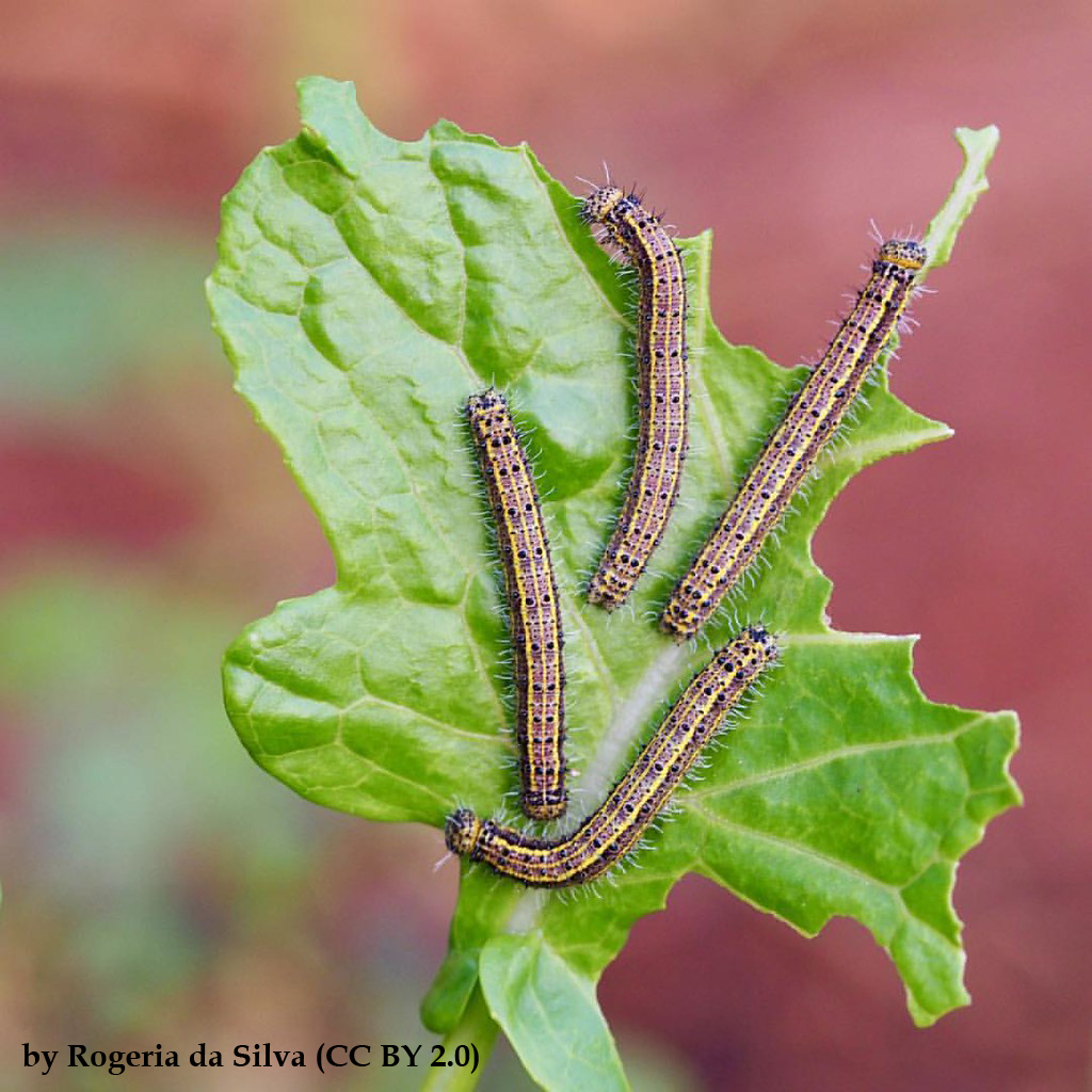 EntomoDaily tweet media